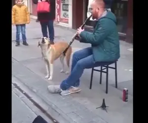 آواز خیابانی؛ جل الخالق همخوانی سگ با قره نی زن رو ببینید ملت شوکه و محو تماشا شدن×