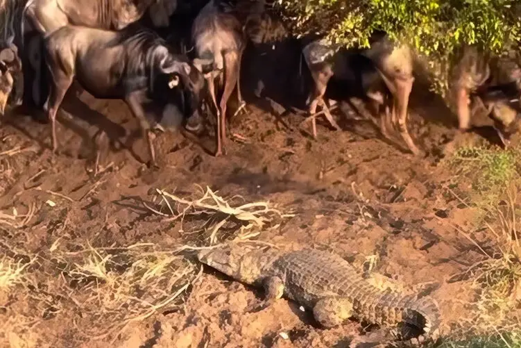 حیات وحش؛ کروکودیل مسیر عبور گاوهای وحشی را مسدود کرد