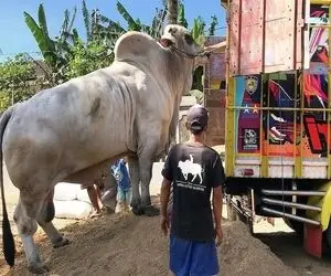 فرآوری گاو؛ گاو 1600 کیلویی رو می خوان سوار کامیون کنن اما می ترسن ماشین بخوابه