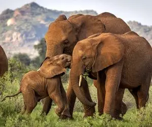 آن روی طبیعت وحشی؛ بچه‌فیل‌های فسقلی با نمک کارایی میکنن که نگم برات! 