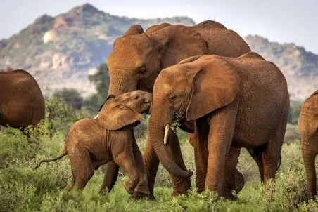 آن روی طبیعت وحشی؛ بچه‌فیل‌های فسقلی با نمک کارایی میکنن که نگم برات! 