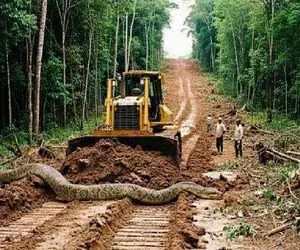 ابزارآلات غول پیکر؛ درگیری پیتون غول با اپراتور بیل مکانیکی برای حفظ محیط زیستش