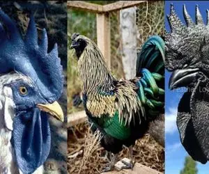 کارخانه حیوانات / گران ترین و مرموز ترین مرغ هایی که جایشان در موزه است