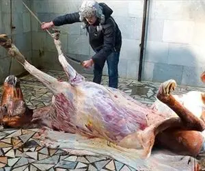 فرآوری اسب؛ اسب نجیب رو به جای سوارکاری سلاخی می کنن گوشتش راسته اش رو گرون می فروشن