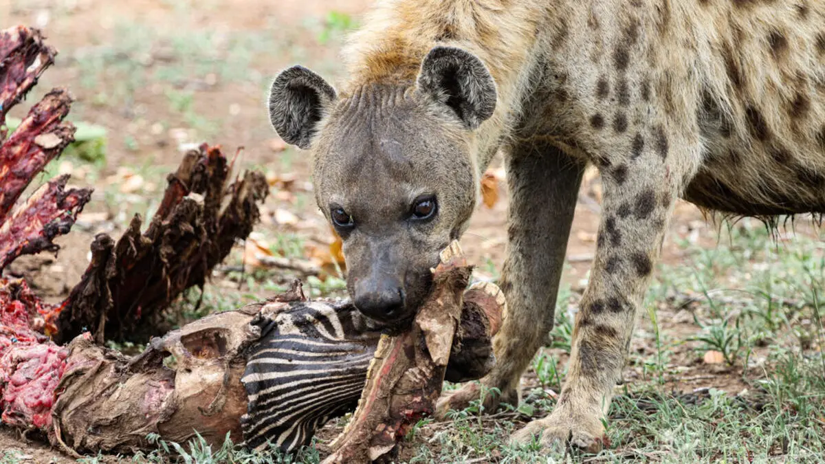 Nicola-Marneweck-2.-Hyena-and-carcass-1024x576