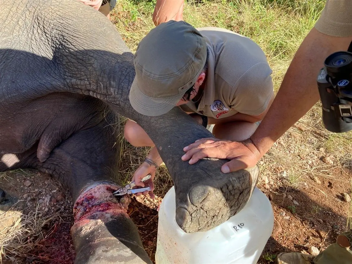 نجات های جانکاه؛ زخم پای فیل انقدر عمیق و جیگر درار بود که واسه علاجش هلی کوپتر آوردن