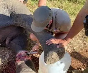 نجات های جانکاه؛ زخم پای فیل انقدر عمیق و جیگر درار بود که واسه علاجش هلی کوپتر آوردن