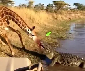 مستند حیات وحش؛ کروکودیل قصی با تمام وجود چسبیده به پوزه زرافه 