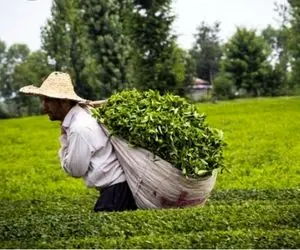 مطالبات چای کاران واریز شد