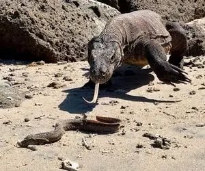 از جذابیت های حیات وحش؛ اژدهای کومودو مار ماهی رو دید مثل ماکارونی هورت کشید