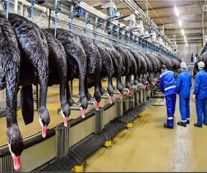 فرآوری قو؛ تایلندی ها میلیون ها قو پرورش میدن تا پرش بشه بالشت و گوشتشو به نیش بکشن