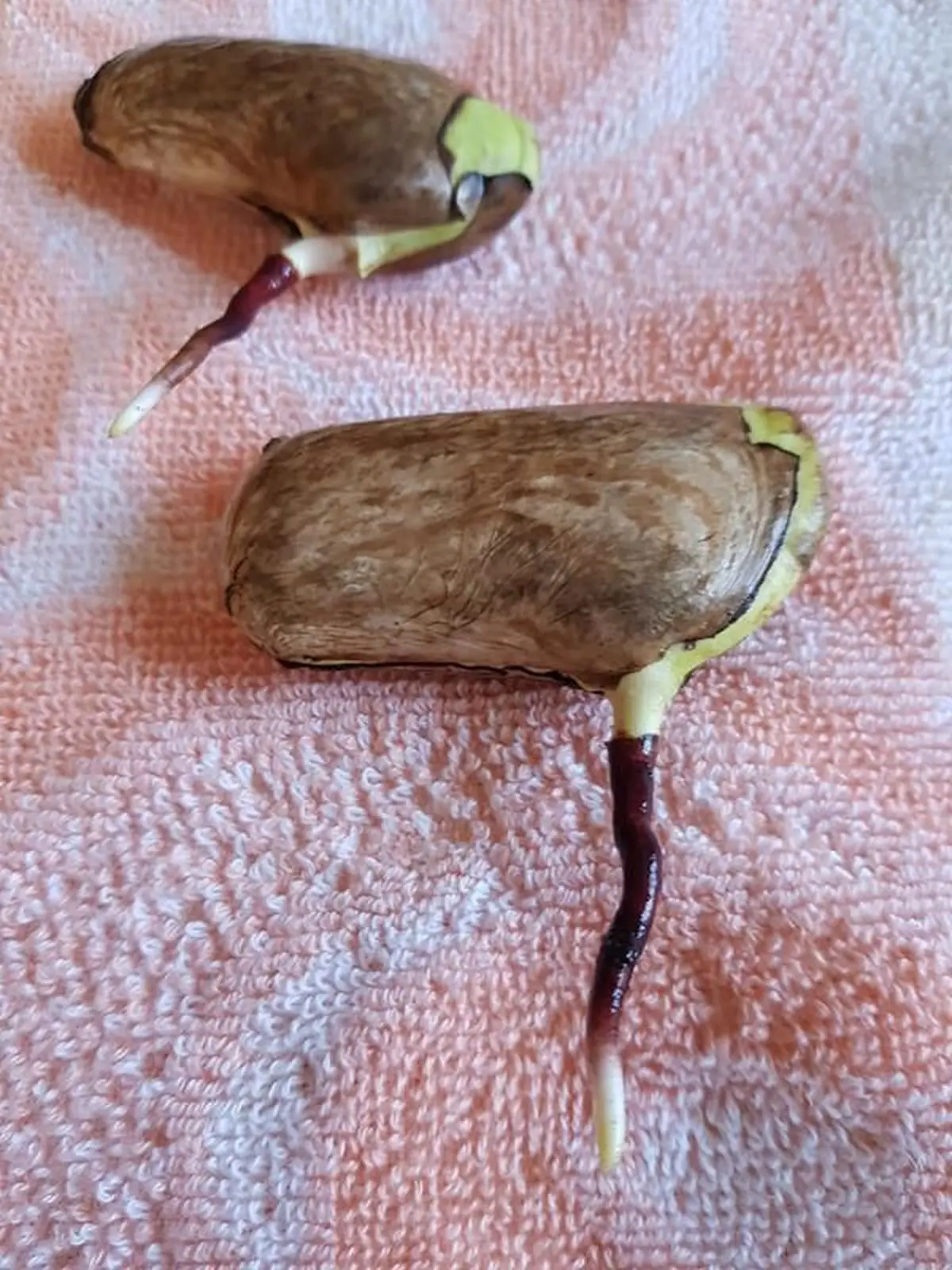 کاشت انبه