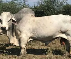 گاوهای باورنکردنی؛ این گاو ترکیبی از شیر و شتر و گاو یال و کوپال و کوهان داره