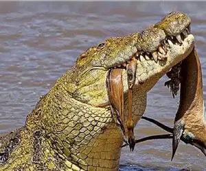 مستند حیات وحش / نمایش قدرت کروکودیل در شکار