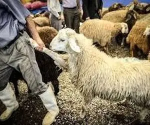 (جدول) قیمت دام زنده امروز ۸ دی ۱۴۰۳/ رشد قیمت‌ها در ۲ استان، بازار را ملتهب کرد