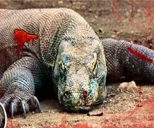 مستند حیات وحش؛ کومودو گمان میبرد شکست ناپذیره تا 6 حیوان خلافش را ثابت کردند