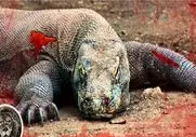 مستند حیات وحش؛ کومودو گمان میبرد شکست ناپذیره تا 6 حیوان خلافش را ثابت کردند