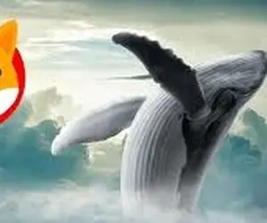 علت زنده شدن نهنگ های شیبااینو؟!