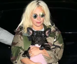 (عکس) جنجال سگ های گمشده لیدی گاگا