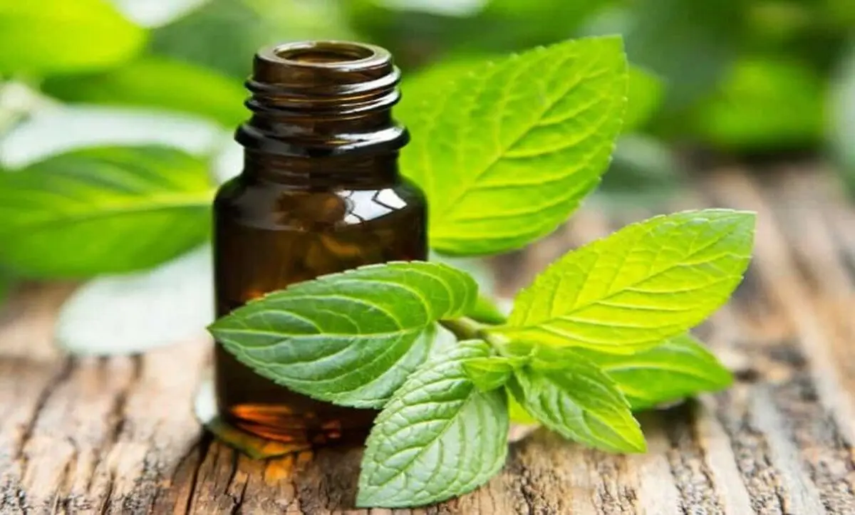peppermint-oil-photo1-1024x823-1-760x458