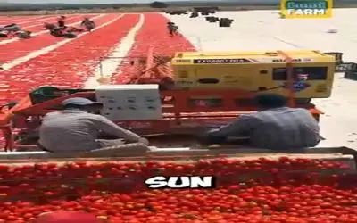 ساخت چین؛ کارخونه زدن عین مور و ملخ آدم کار میکنه 500 تن گوجه رو دستی خرد میکنن