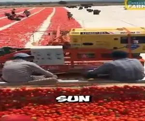 ساخت چین؛ کارخونه زدن عین مور و ملخ آدم کار میکنه 500 تن گوجه رو دستی خرد میکنن