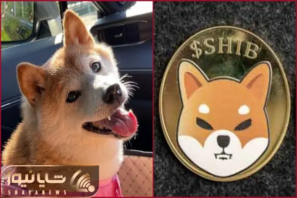 Shiba Inu