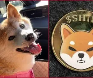 آیا با شیبااینو می توانیم میلیونر شویم؟