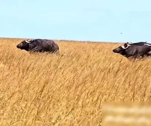 مستند حیات وحش؛ وقتی در طبیعت بازی عوض می شود و بوفالو دنبال شیر می افته