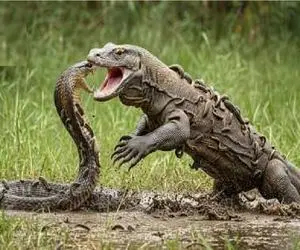 جنگ حیات وحش؛ کومودو ازازیل VS مار کبری
