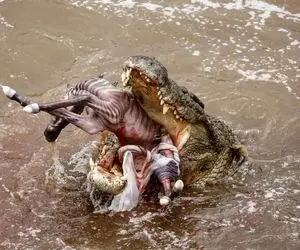 شاهکار حیات وحش / تمساحی که نوزادان خر راه راه رو شبیه رشته هورت کشید