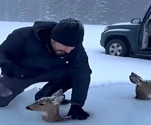 معماری طبیعت؛ آهوها تو برف یخ زدن گیر کردن ولی هنوز زندن با یه چکش آزاد میشن