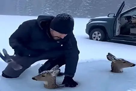 معماری طبیعت؛ آهوها تو برف یخ زدن گیر کردن ولی هنوز زندن با یه چکش آزاد میشن