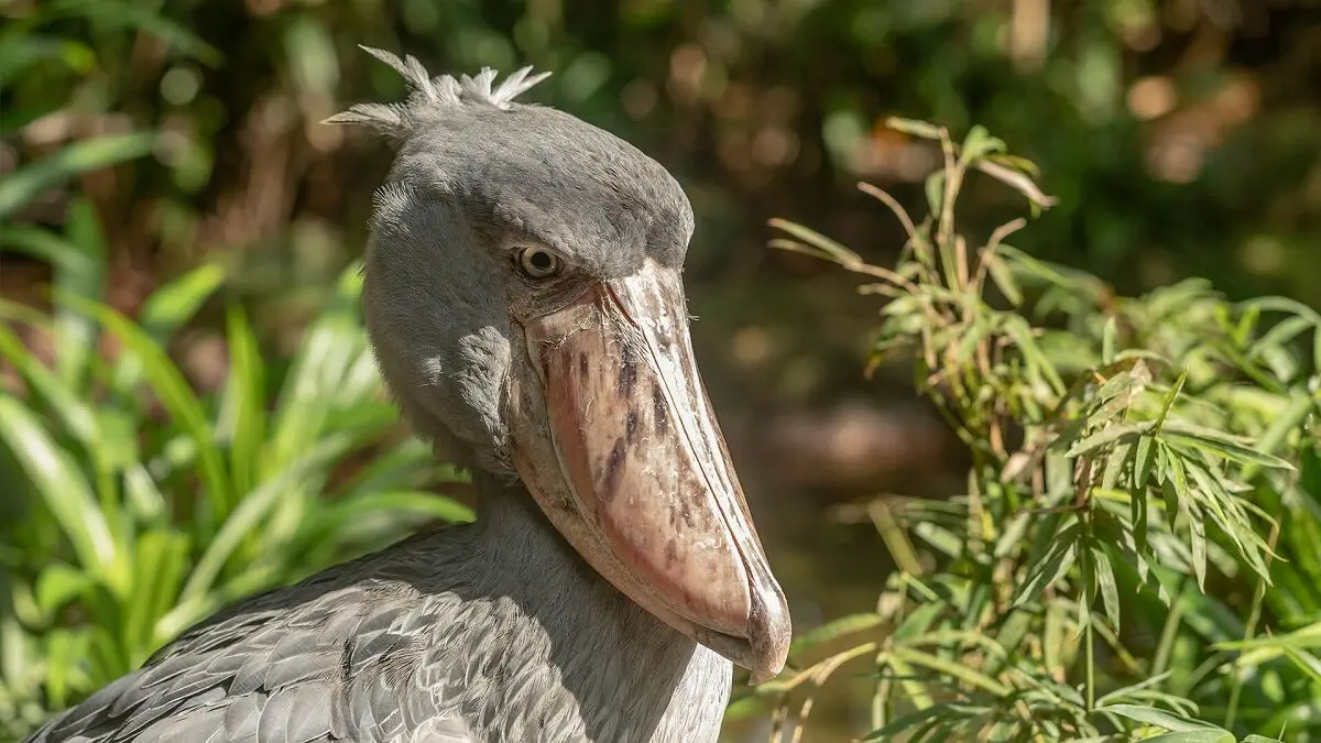 hero-shoebill
