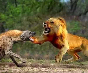 شگفتی های حیات وحش؛ جنگ وحشیانه شیر بی رحم و کفتارهای خبیث رو اگه نبینی بد باختی!