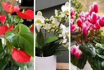 گیاهان آپارتمانی که گل میدن / اینا برا تشکر ازت به خاطره رسیدگی بهشون گل تقدیمت میکنن