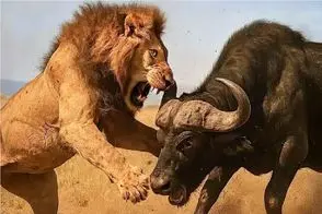 مستند حیات وحش / نبرد خصمانه شیر و بوفالو وقتی وحشت شکار اسیرشان میکند