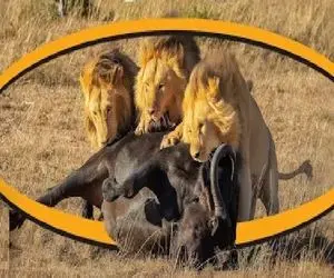 مستند حیات وحش / شیر شریر با سیاست تموم خاک‌وخون بپا کرد برای قدرت