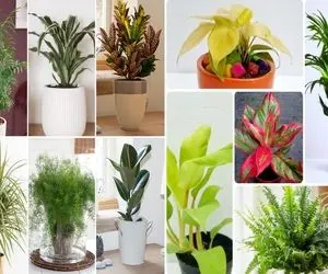 گیاهان آپارتمانی سایه دوست / اینا تو نور عینک آفتابی میزنن پس اگه خونت تاریکه عالین