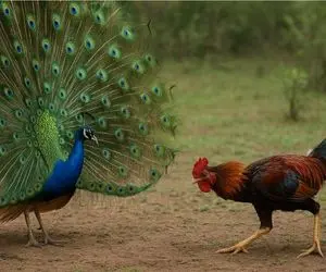 جنگ حیات وحش / نبرد بی رحمانه خروس جنگی و طاووس زیبا برای برتری جویی