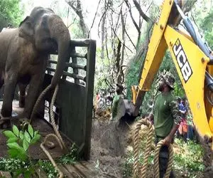 ابزارآلات غول پیکر؛ فیل برای حفاظت از اکوسیستمش با بیل مکانیکی درگیر شد