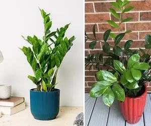 شرایط نگهداری از گیاه زاموفیلیا / رعایت چند نکته که رشد و طراوت زیادی به همراه داره