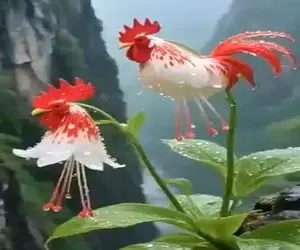 کشاورزی نوین؛ با قالب و جهش دانه گل شکل خروس ساختن با بوی مرغدونی