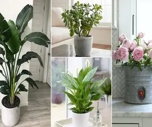 گیاهان آپارتمانی برا برآوورده شدن آرزو / با اینا بختت باز میشه و یارت میاد پولم میاره