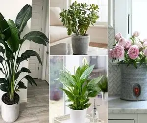 گیاهان آپارتمانی برا برآوورده شدن آرزو / با اینا بختت باز میشه و یارت میاد پولم میاره