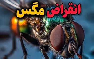 شاهکار حیات وحش / اگر همه با هم مگس ها رو منقرض کنیم، چی میشه؟