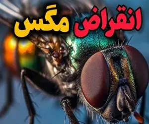 شاهکار حیات وحش / اگر همه با هم مگس ها رو منقرض کنیم، چی میشه؟