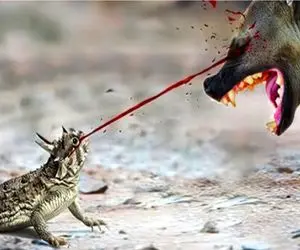 جذابیت حیات وحش / مارمولک ریزه با زهر چشماش زهر چشم میگیره