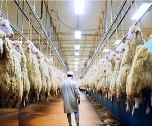 فرآوری گوسفند / نقش مهم کارخانه برش مدرن گوسفند در صنعت گوشت و پوست جهانی