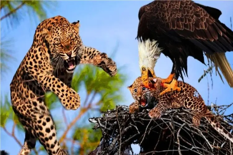 مستند حیات وحش/عقاب بچش رو برای شام رها میکند تا به فنا برود